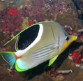 rare Tropical Reef Fish seen in abundance on Lanai