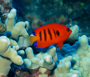 tropical reef fish on Maui - rare flame angel fish