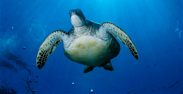 honu green sea turtle on maui
