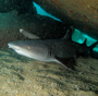whitetip reef shark on maui