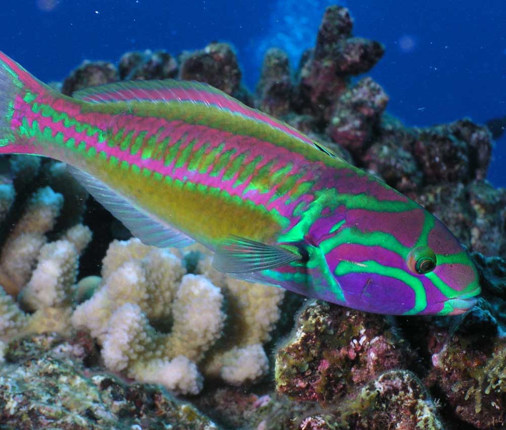 Fish-5-Stripe-Wrasse - Extended Horizons | Dive Maui & Lanai