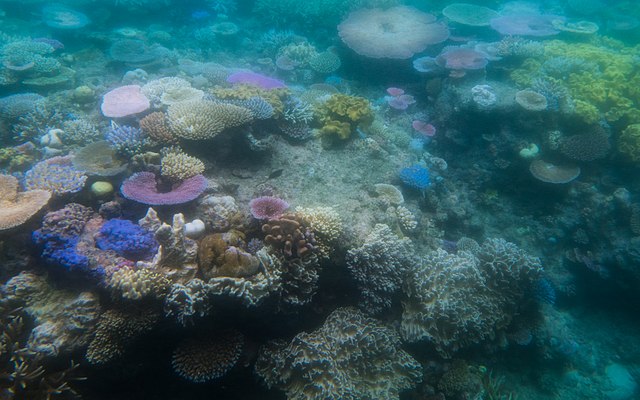 Coral Fluorescence: A Neon Sign - Extended Horizons | Dive Maui & Lanai