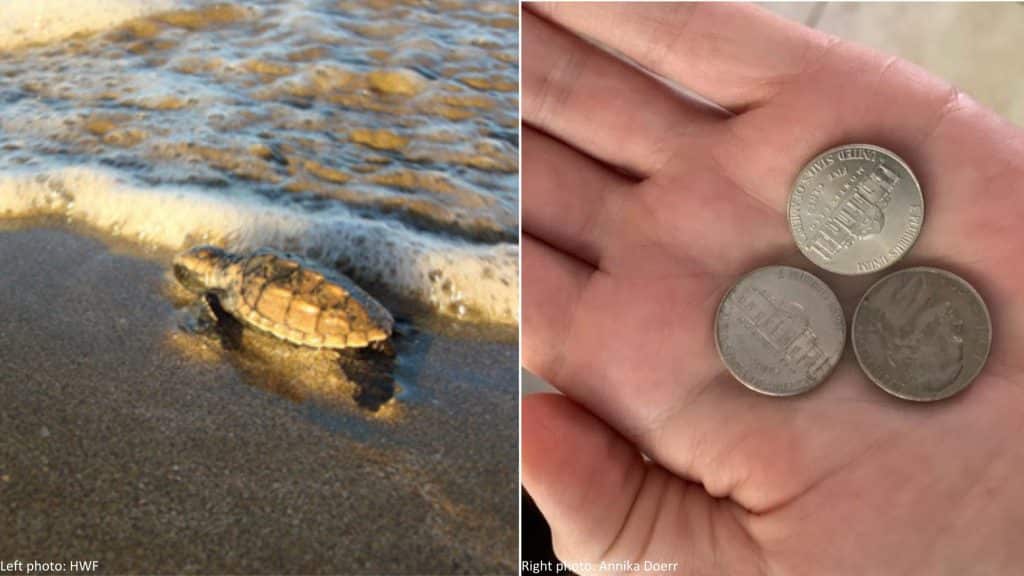 Shows the size and weight comparison of hawksbill sea turtle hatchlings to nickels