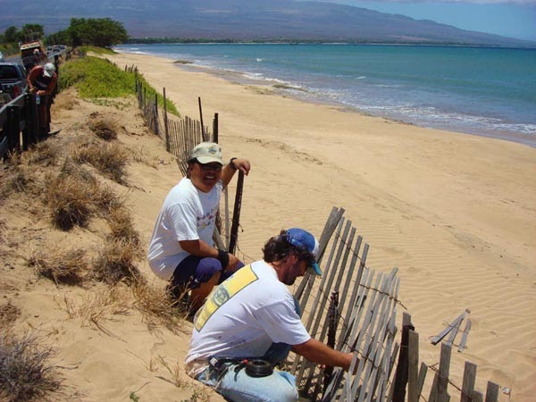 Volunteers creating protective fences for hawksbill sea turtle nests in Maui, Hawaii
