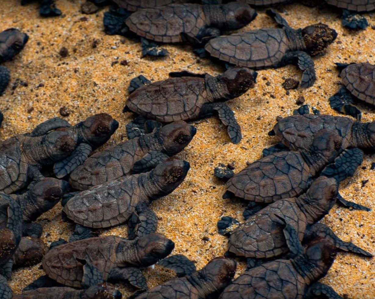 Hawksbill Sea Turtles Part II: Honu‘ea in Hawaii - Extended Horizons ...