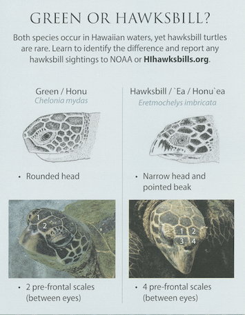 infographic explaining the differences between hawksbill sea turtles and green sea turtles, maui scuba diving