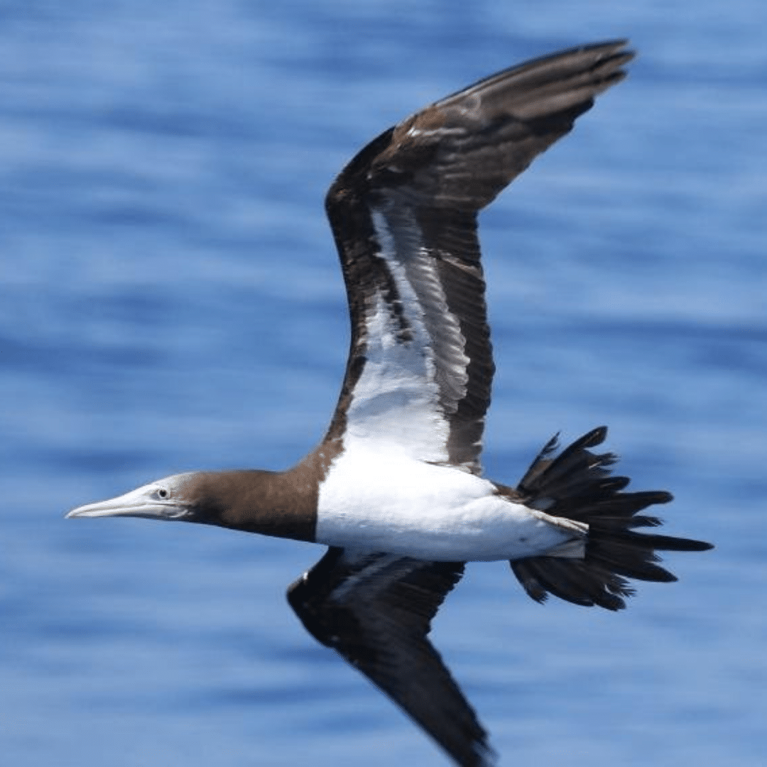 common-seabirds-of-maui-county-extended-horizons-dive-maui-lanai