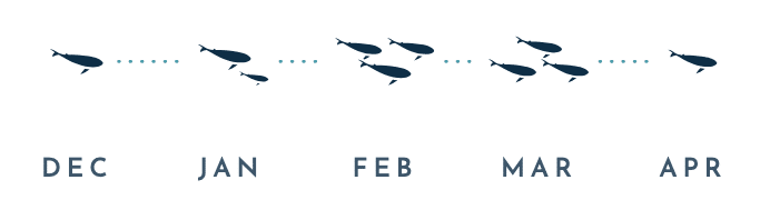 Whale season chart (phone) Humpback numbers by month: one whale in December, a mother and calf in January, three whales in February and in March, one whale in April