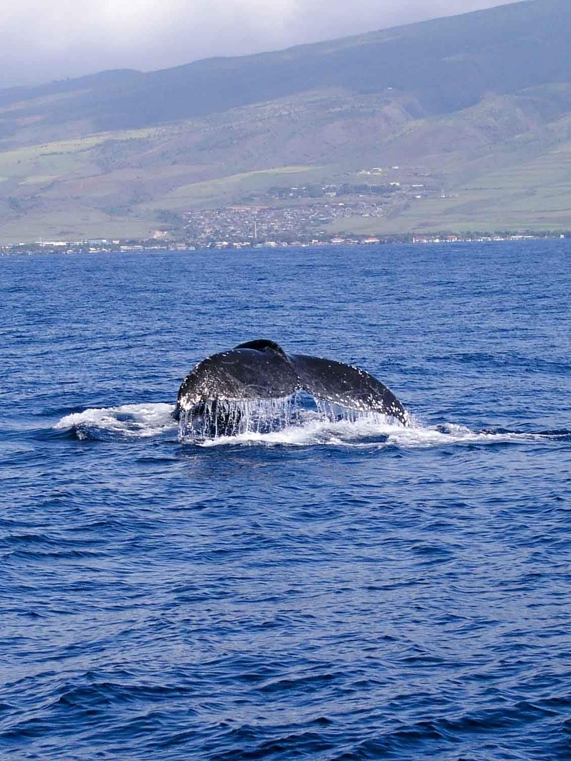 Humpback tail off West Maui Humpback whale tail off West Maui