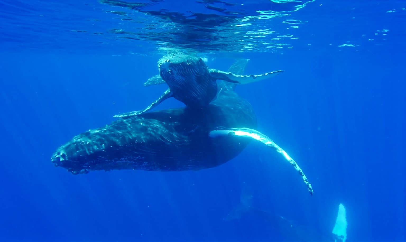 Humpback mother and calf Humpback mother and calf underwater