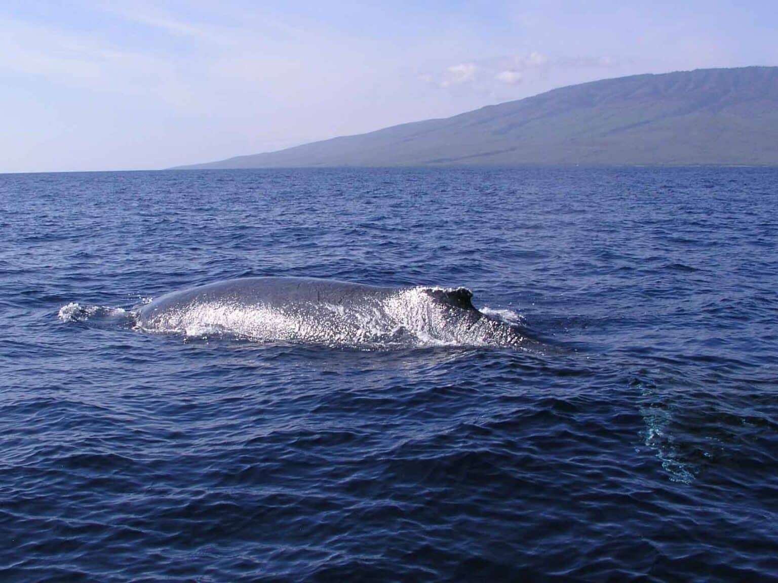 Humpback back at the surface Humpback whale's back at the surface with an island behind it