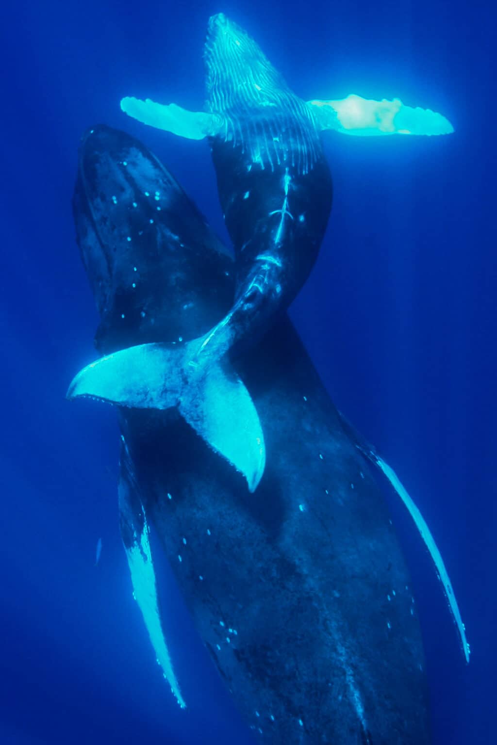 Humpback calf above its mother Humpback calf swimming above its mother