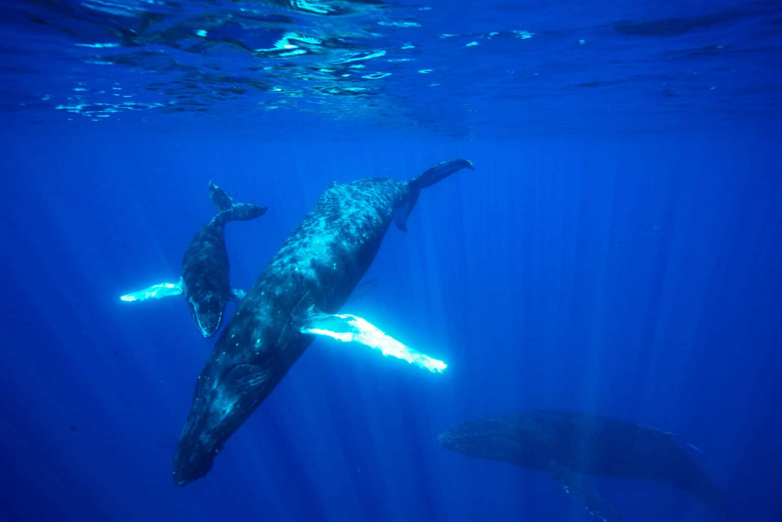 Humpback mother, calf and escort Humpback mother, calf and escort underwater