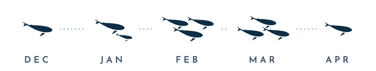 Whale season chart (desktop) Humpback numbers by month: one whale in December, a mother and calf in January, three whales in February and in March, one whale in April